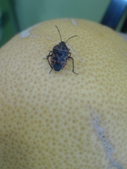 Eurydema ventralis