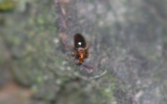 Loricula elegantula