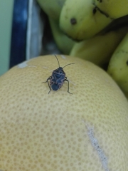 Eurydema ventralis
