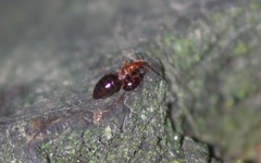 Loricula elegantula