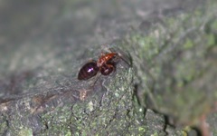 Loricula elegantula