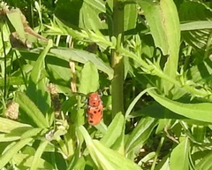 Tetraopes tetrophthalmus