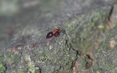 Loricula elegantula
