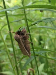 Leucania pseudargyria