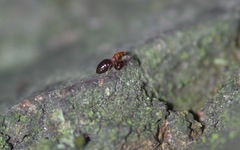 Loricula elegantula