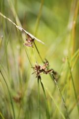 Cyperus flavescens rehmannianus