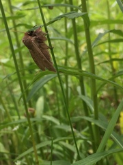Leucania pseudargyria