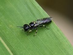 Crossocerus palmipes