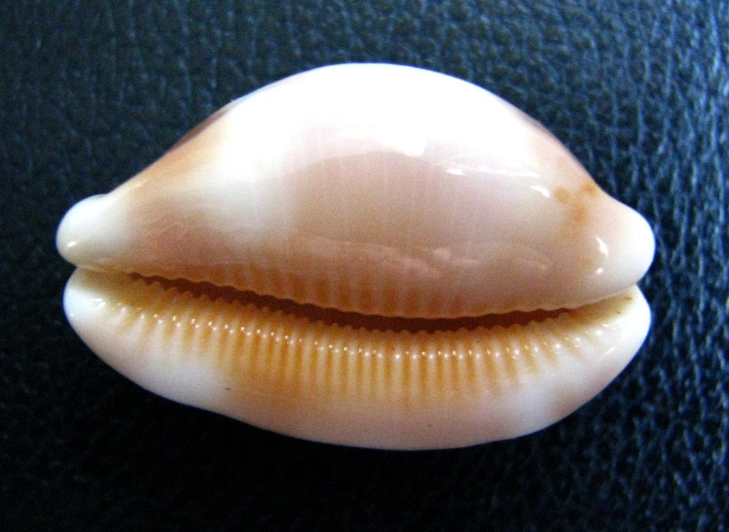checkerboard cowrie
