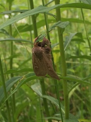 Leucania pseudargyria