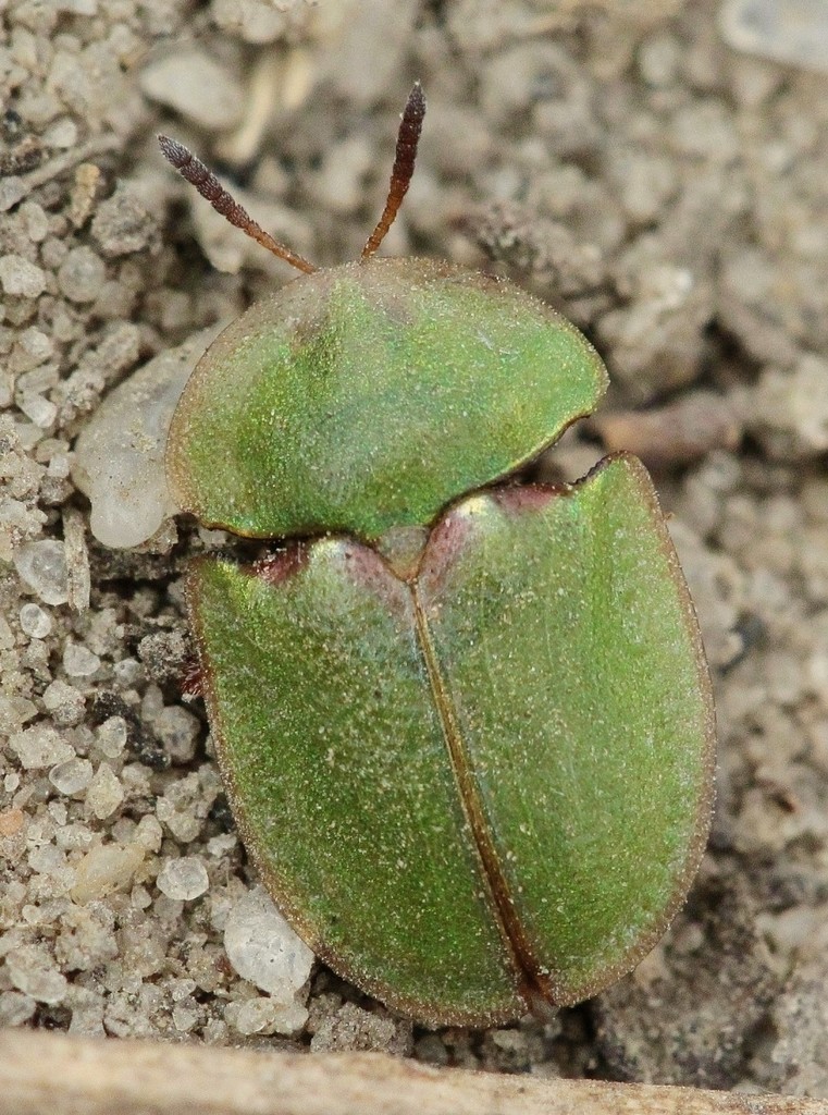Cassida seladonia