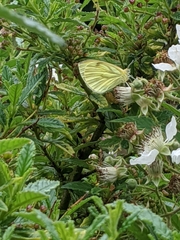 Pieris napi