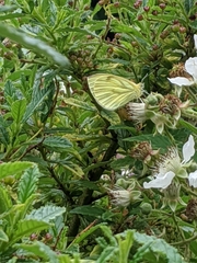 Pieris napi