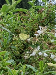Pieris napi