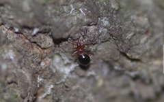 Loricula elegantula