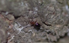 Loricula elegantula