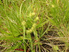 Carex flava