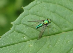 Condylostylus comatus