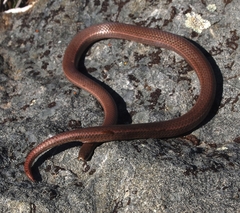Contia tenuis