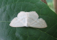 Scopula ignobilis
