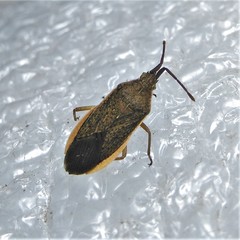 Althos