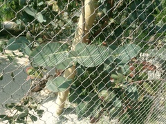 Eucalyptus pauciflora niphophila