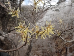 Hamamelis japonica