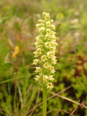 Pseudorchis albida albida