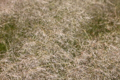 Eragrostis planiculmis