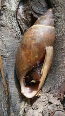 Image of Euglandina vanuxemensis