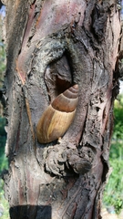 Euglandina vanuxemensis