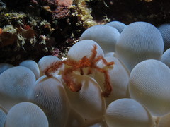 Achaeus japonicus