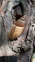 Euglandina vanuxemensis