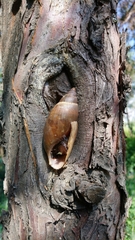 Euglandina vanuxemensis