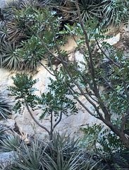 Pseudosmodingium virletii