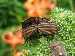 Graphosoma rubrolineatum