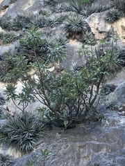 Pseudosmodingium virletii