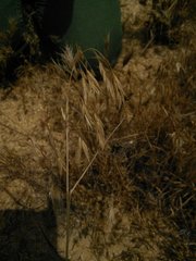 Bromus arenarius