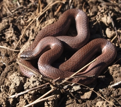 Contia tenuis