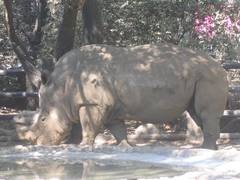 Ceratotherium simum