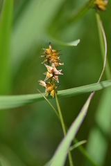 Carex sterilis