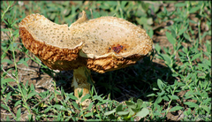 Saproamanita vittadinii