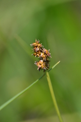Carex sterilis
