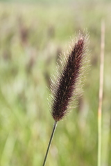 Cenchrus geniculatus