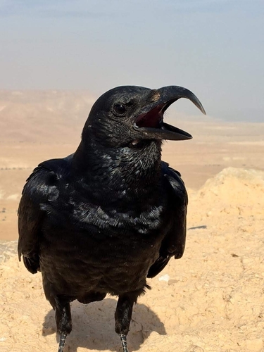 Fan-tailed Raven