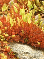 Ptychostomum pallens