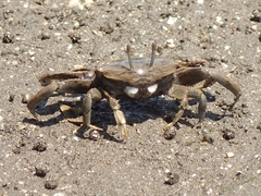 Macrophthalmus japonicus