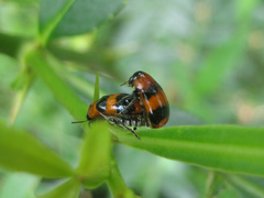 Physosmaragdina nigrifrons