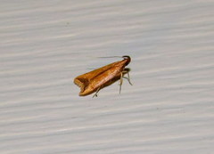 Dichomeris heriguronis