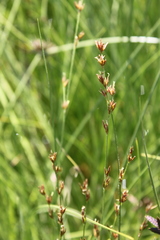 Scleria welwitschii
